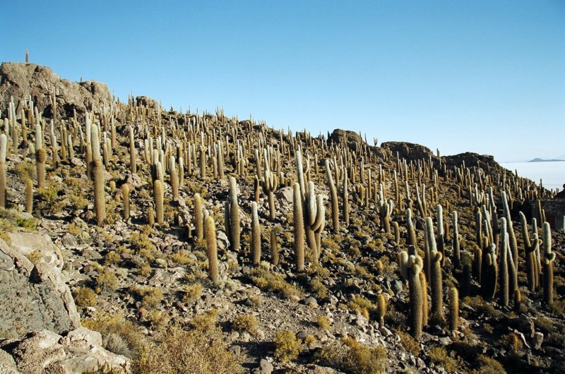 inkawasicactus.jpg